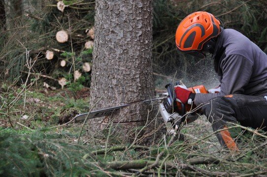 Abattage d'arbre à Fessanvilliers-Mattanvilliers 28270